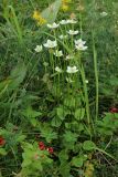 Parnassia palustris. Цветущее растение. Мурманская обл., Кольский р-н, окр. с. Териберка, природный парк «Териберка», сев. побережье Секретарского оз., олуговелая вороничная приморская тундра. 04.08.2022.