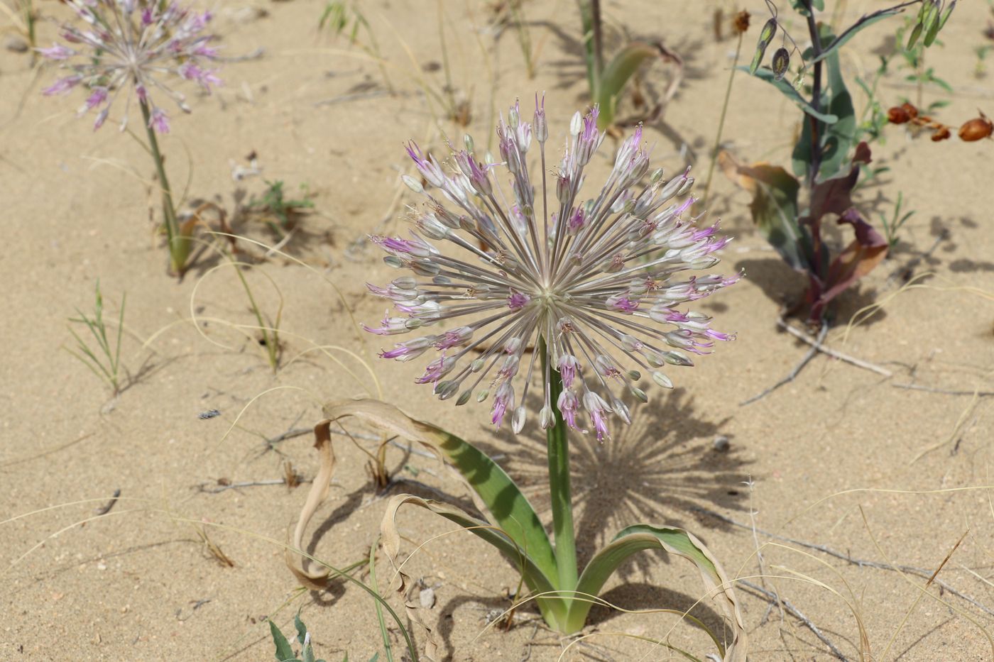 Image of Allium caspium specimen.