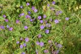 genus Geranium. Цветущие растения. Республика Ингушетия, Джейрахский р-н, ур. Кязи, выс. 1900 м н.у.м, луг рядом с руинами. 22 июля 2022 г.