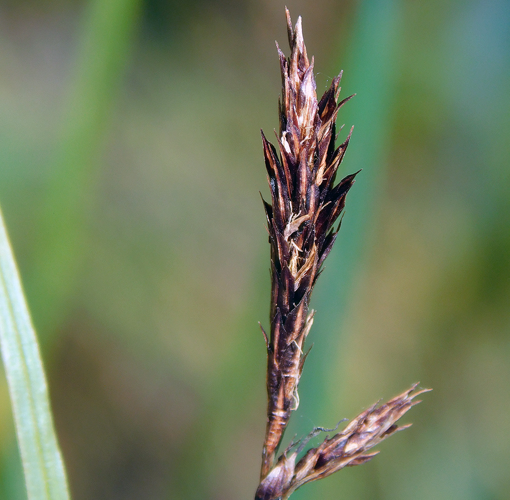 Изображение особи Carex melanostachya.