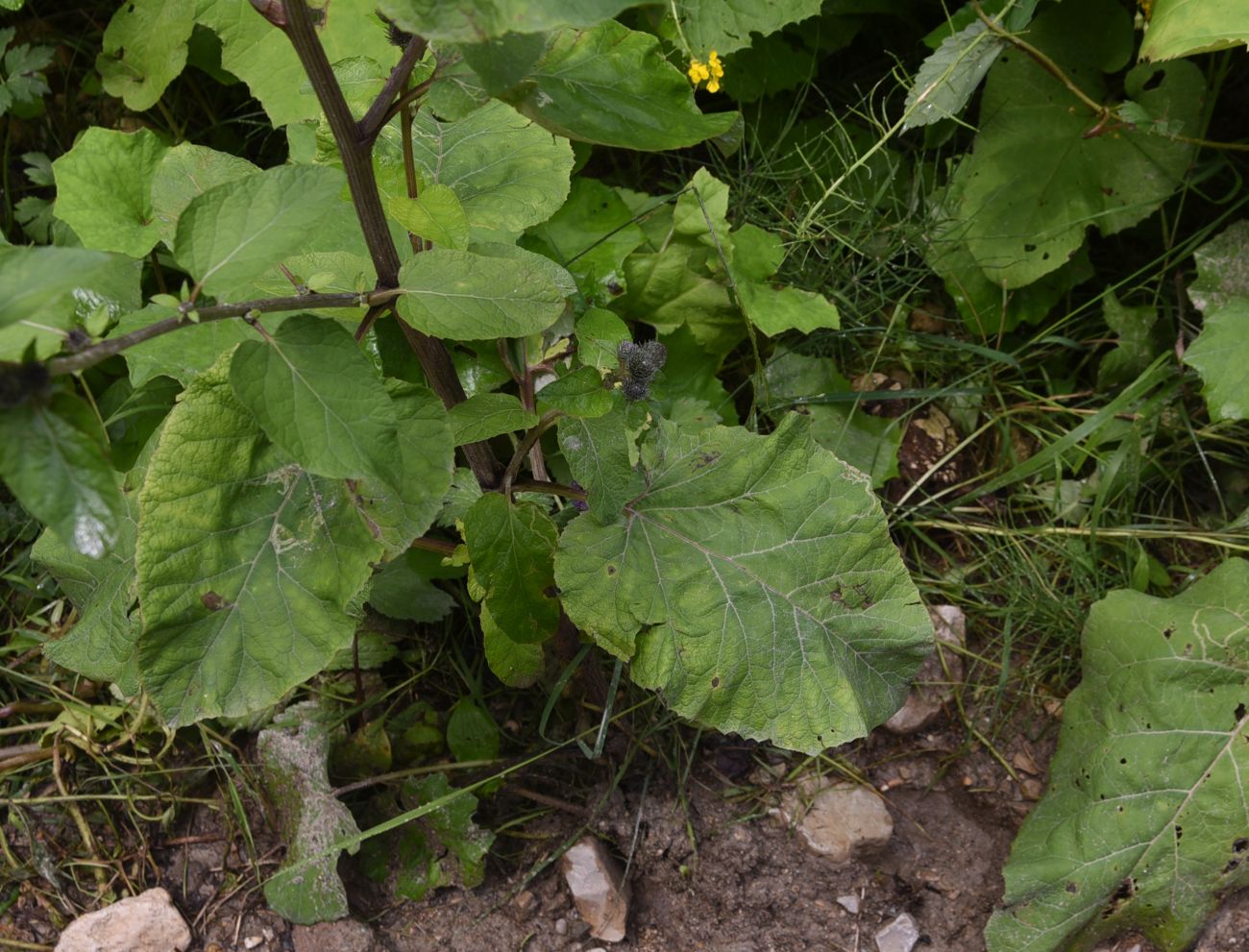 Image of genus Arctium specimen.