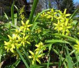 Gagea lutea. Цветущие растения. Санкт-Петербург, Петергоф, парк. 03.05.2010.