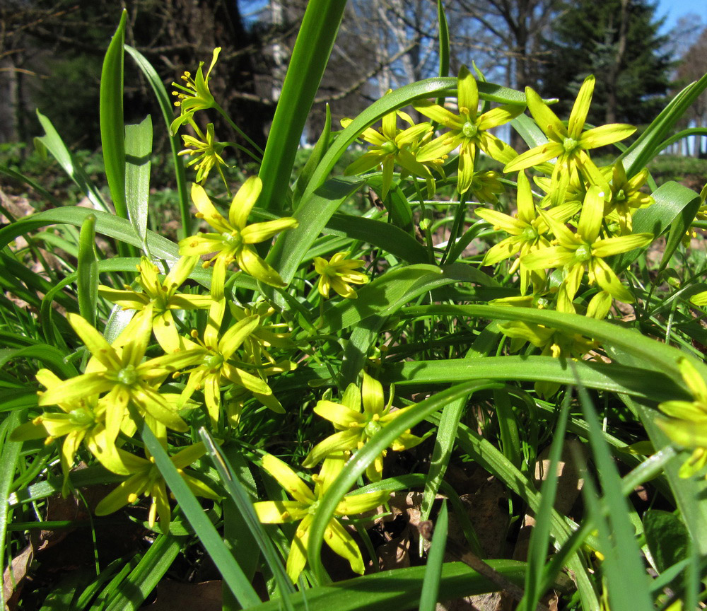 Image of Gagea lutea specimen.