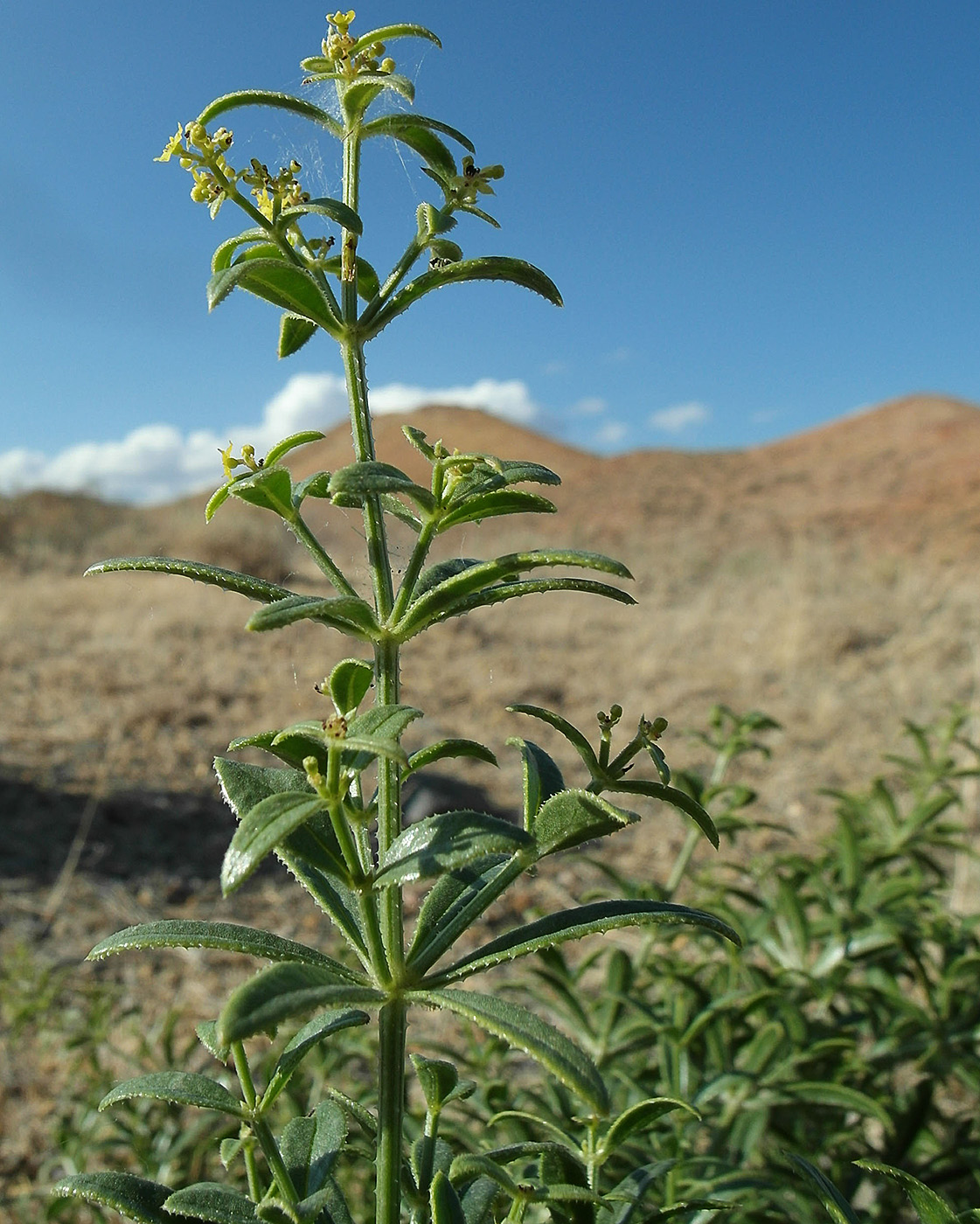 Image of Rubia deserticola specimen.