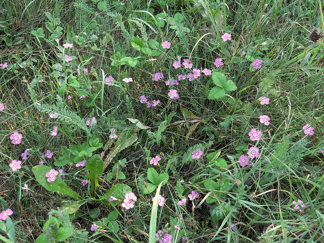 Image of Dianthus fischeri specimen.