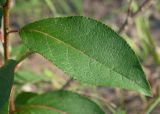 Populus suaveolens