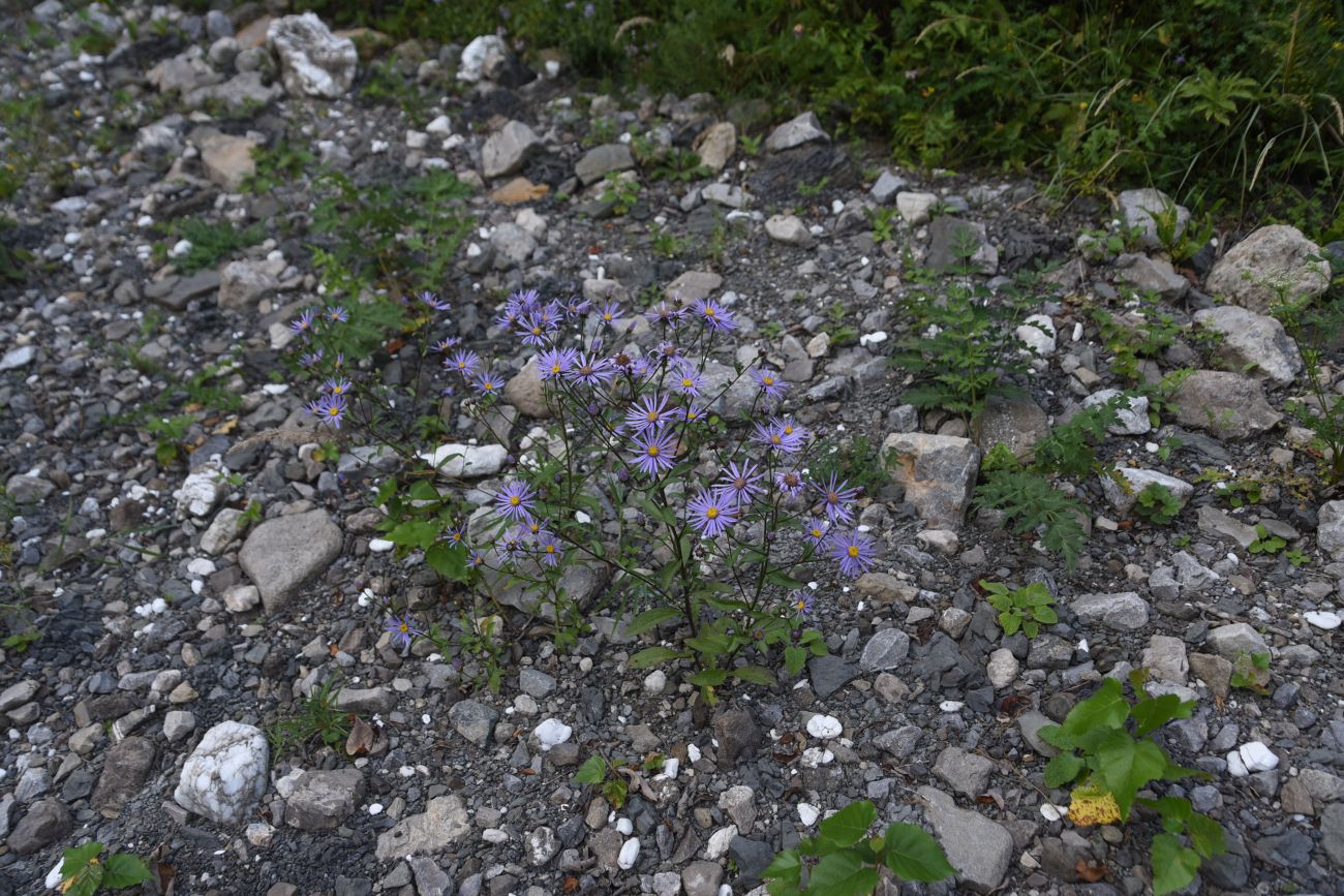 Изображение особи Aster bessarabicus.