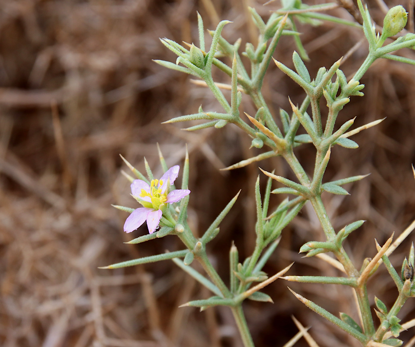 Image of Fagonia arabica specimen.