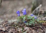 Anemone banketovii. Цветущие растения. Краснодарский край, Крымский р-н, окр. станицы Неберджаевская, ур. Темрючки, дубово-грабовый лес. 16.03.2024.