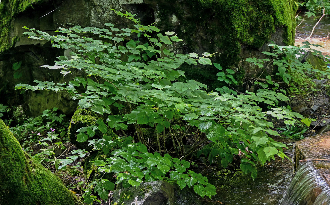 Image of genus Tilia specimen.