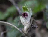 Asarum europaeum