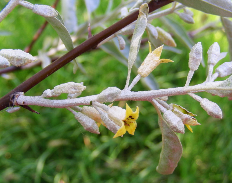 Изображение особи Elaeagnus angustifolia.