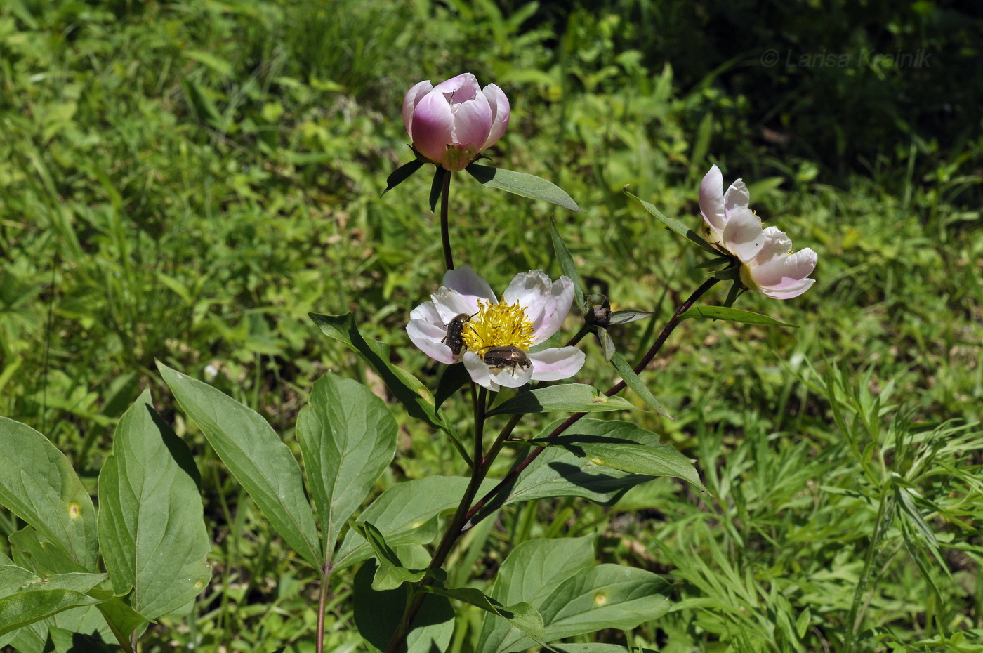 Изображение особи Paeonia lactiflora.