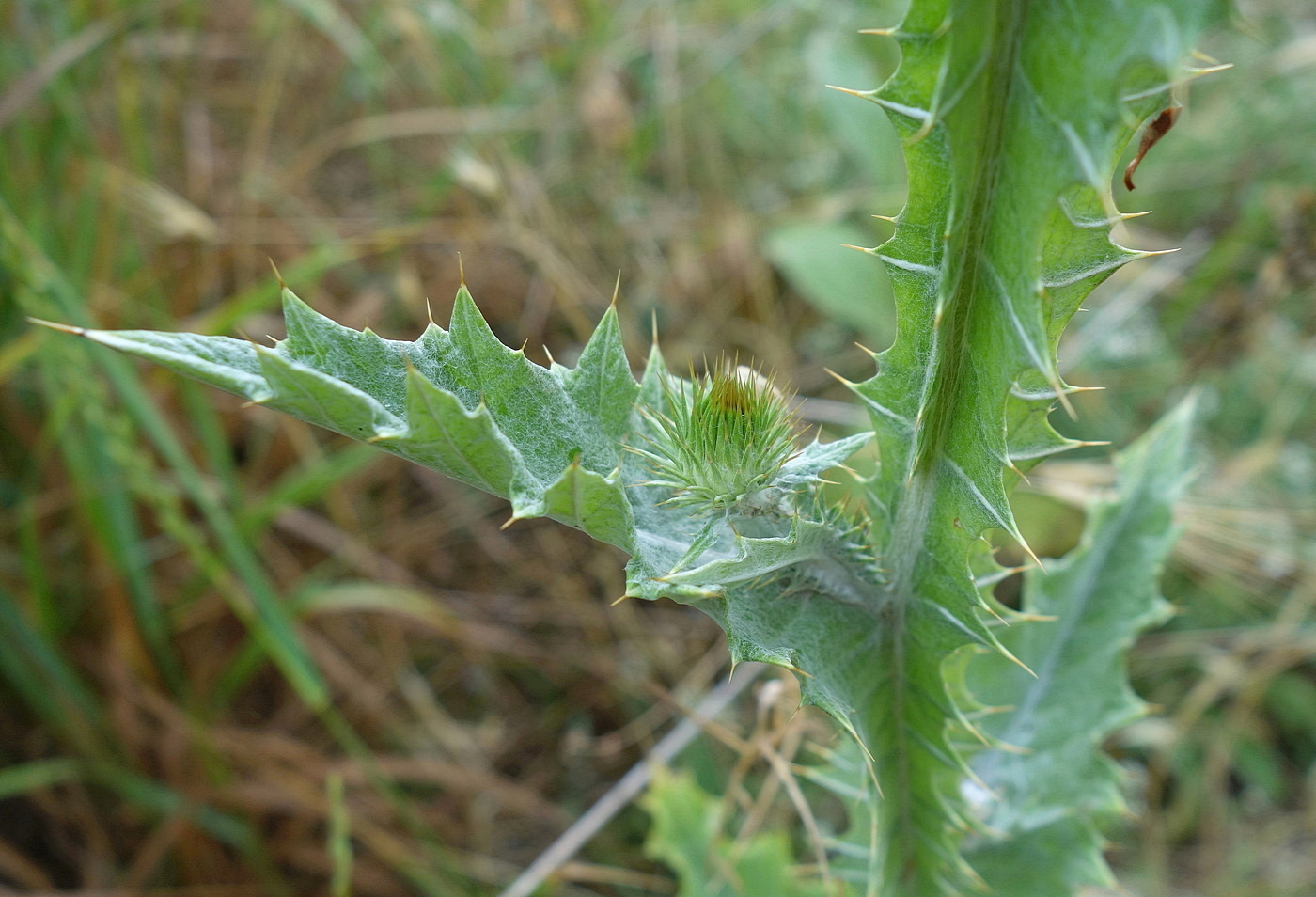 Image of Onopordum acanthium specimen.