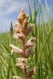 Orobanche owerinii. Верхушка соцветия. Карачаево-Черкесия, Зеленчукский р-н, гора Джисса, ≈ 1600 м н.у.м., субальпийский луг. 14.06.2024.