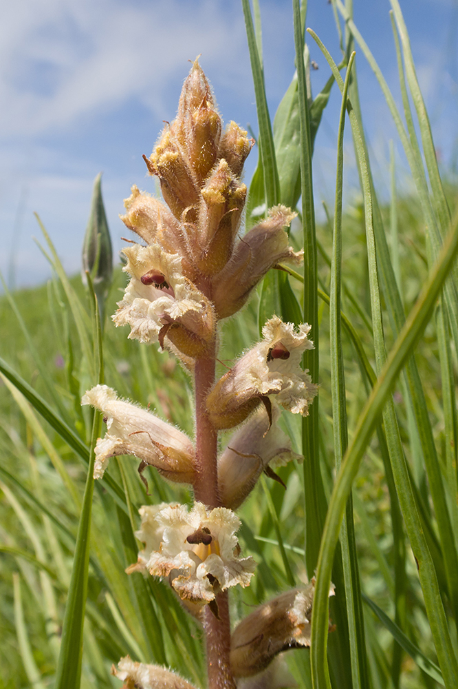 Изображение особи Orobanche owerinii.