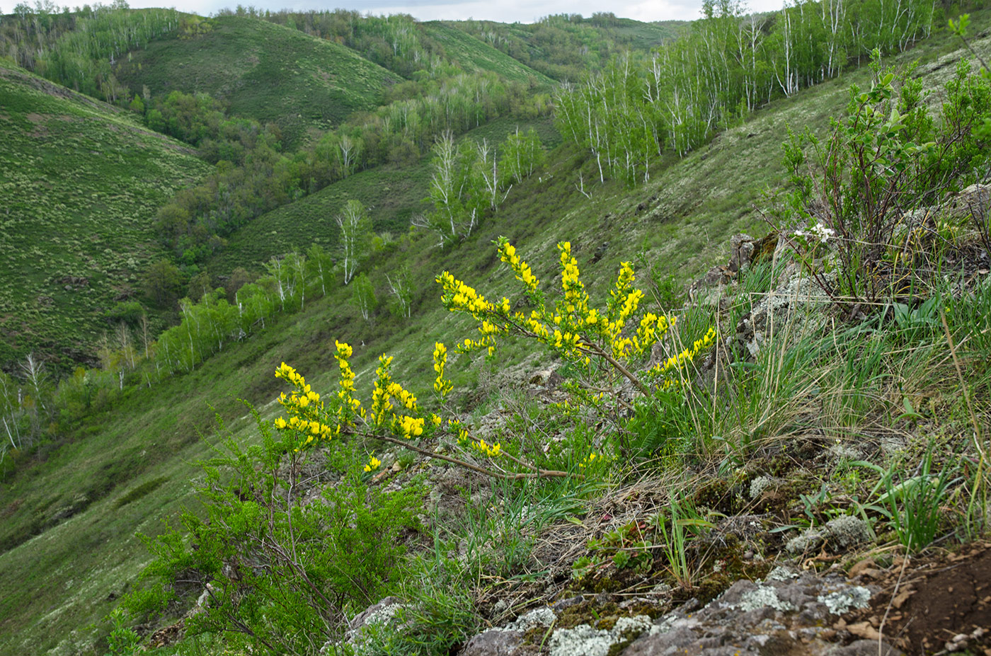 Изображение особи Chamaecytisus ruthenicus.