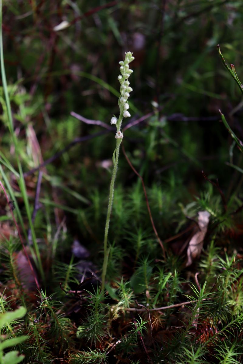 Изображение особи Goodyera repens.