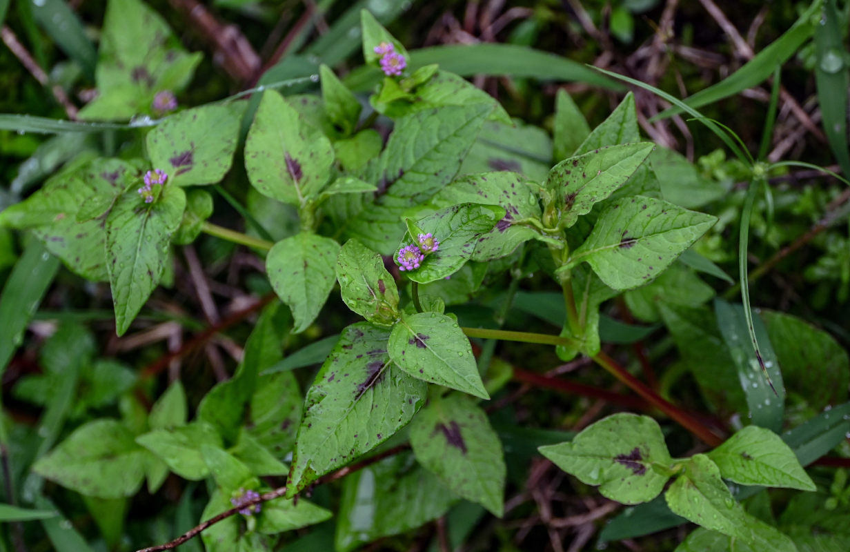 Изображение особи Cephalophilon nepalense.