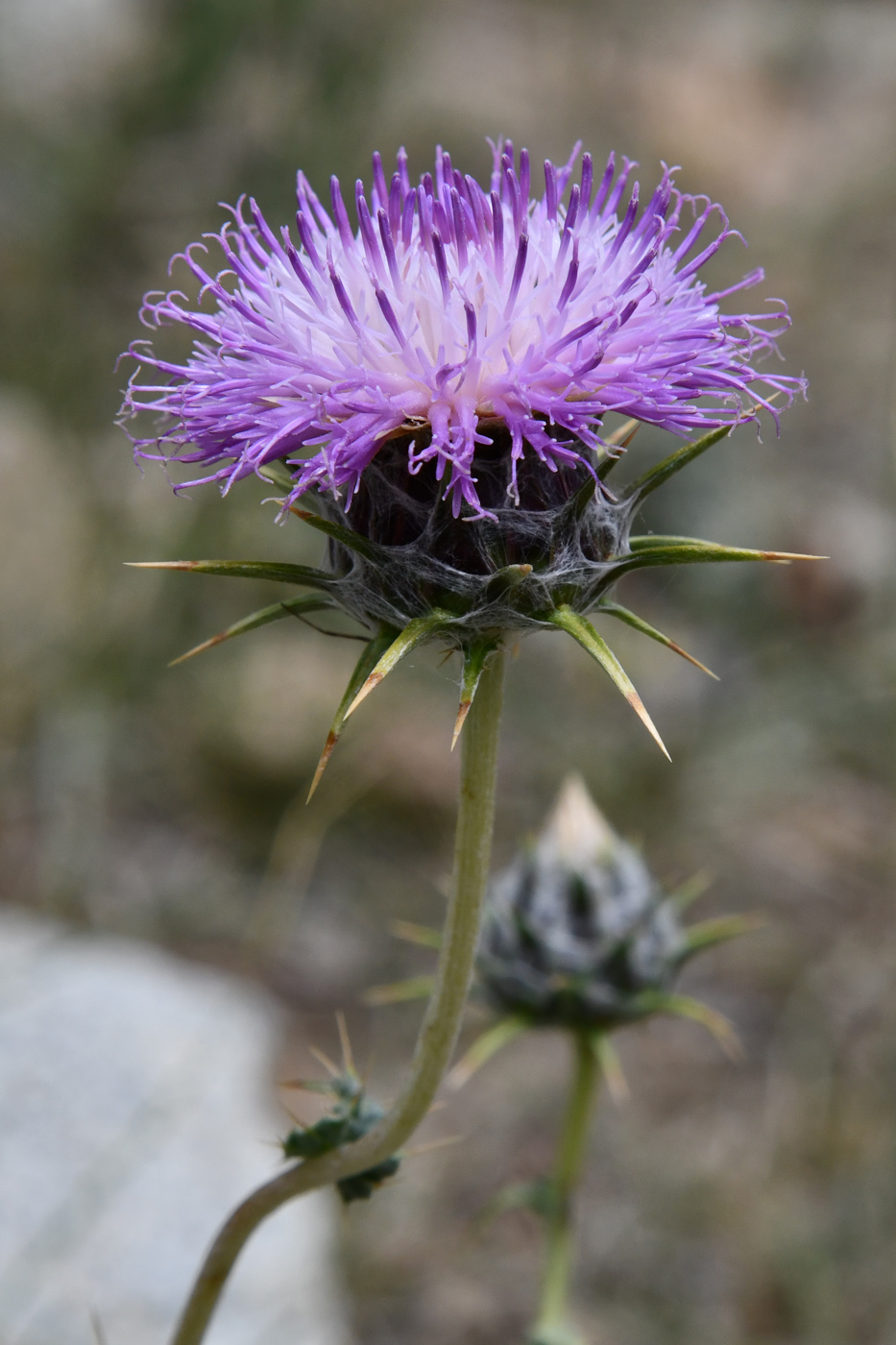 Image of Cousinia rava specimen.