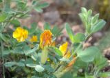 Chamaecytisus polytrichus