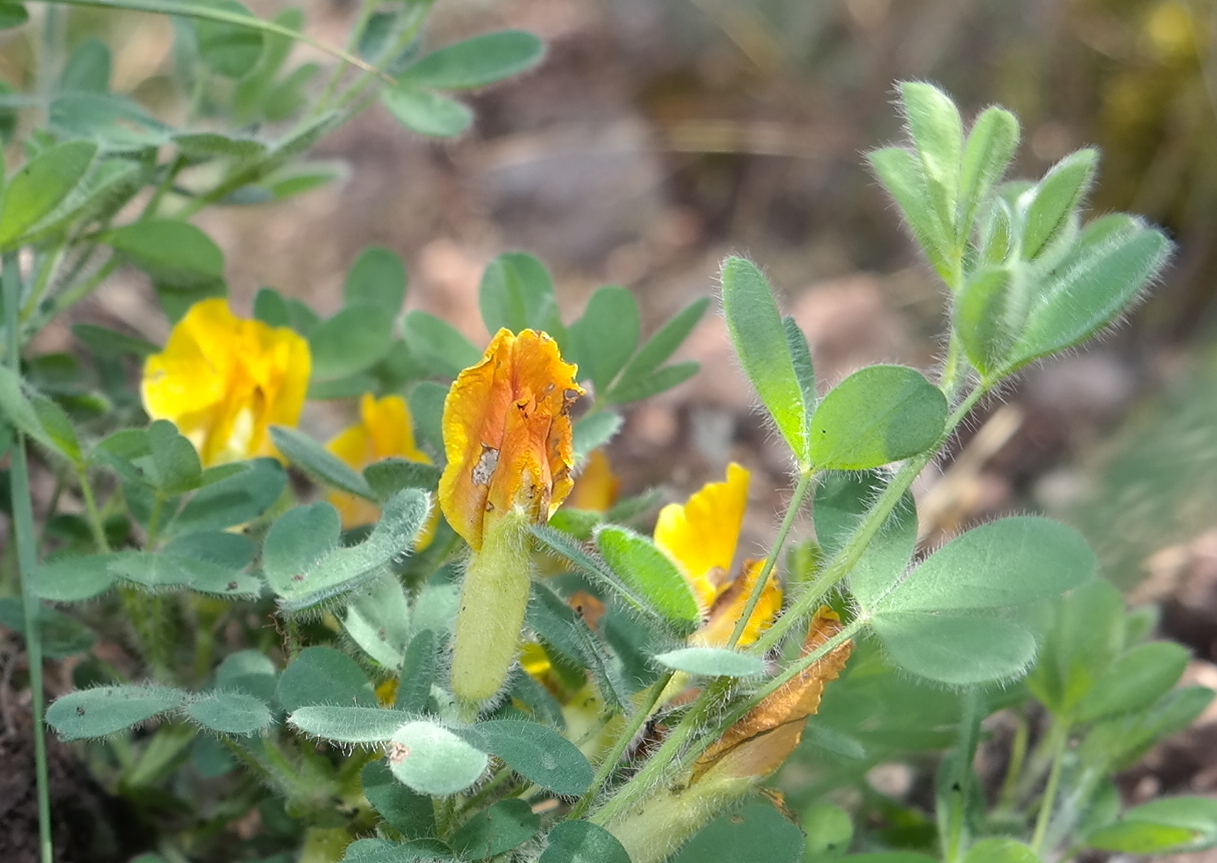 Image of Chamaecytisus polytrichus specimen.