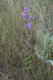 genus Campanula. Цветущее растение. Рязанская обл., Милославский р-н, ур. Лошаки, луг. 31 июля 2024 г.