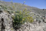 Astragalus scheremetewianus. Цветущее растение. Таджикистан, Горно-Бадахшанская автономная обл., Ишкашимский р-н, Ишкашимский хр., дол. р. Памир, выс. ≈ 3800 м н.у.м., сухой каменистый склон. 3 июля 2024 г.