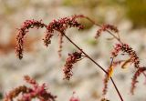 Persicaria lapathifolia. Верхушки побегов с отцветающими соцветиями. Самарская обл., Ставропольский р-н, окр. с. Жигули, Молодецкий курган, берег зал. Жигулёвская Труба, каменная россыпь. 7 сентября 2023 г.