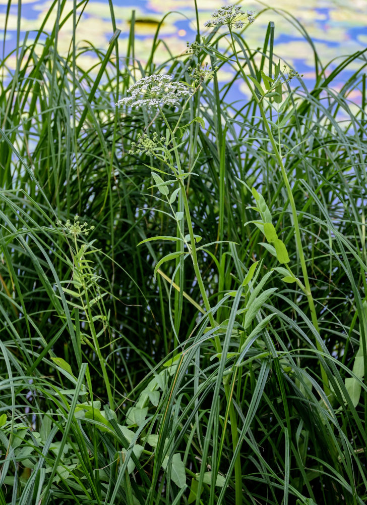 Изображение особи Sium latifolium.