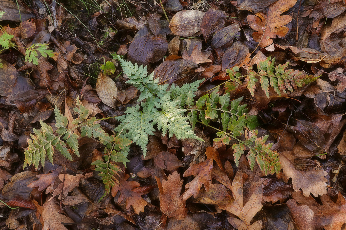 Изображение особи Asplenium adiantum-nigrum.