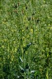 Sonchus arvensis