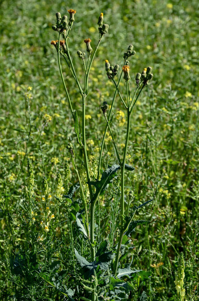 Image of Sonchus arvensis specimen.