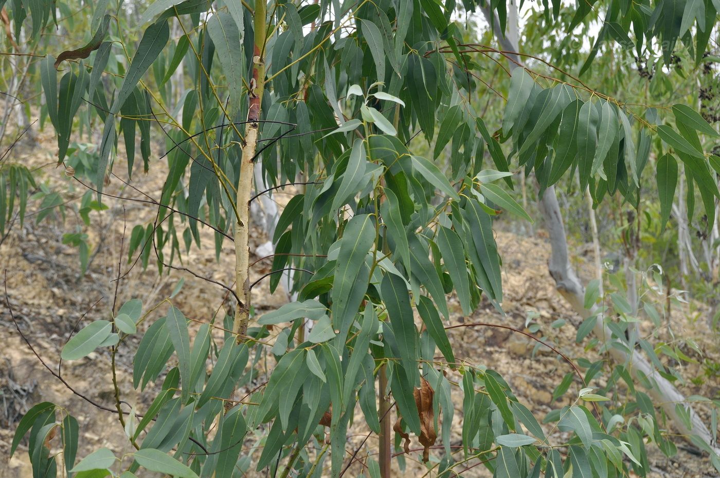 Image of genus Eucalyptus specimen.