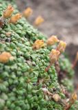 Diapensia obovata