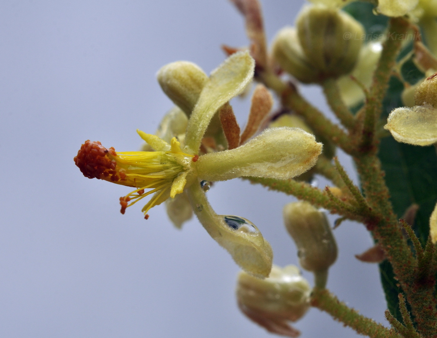 Image of Microcos paniculata specimen.