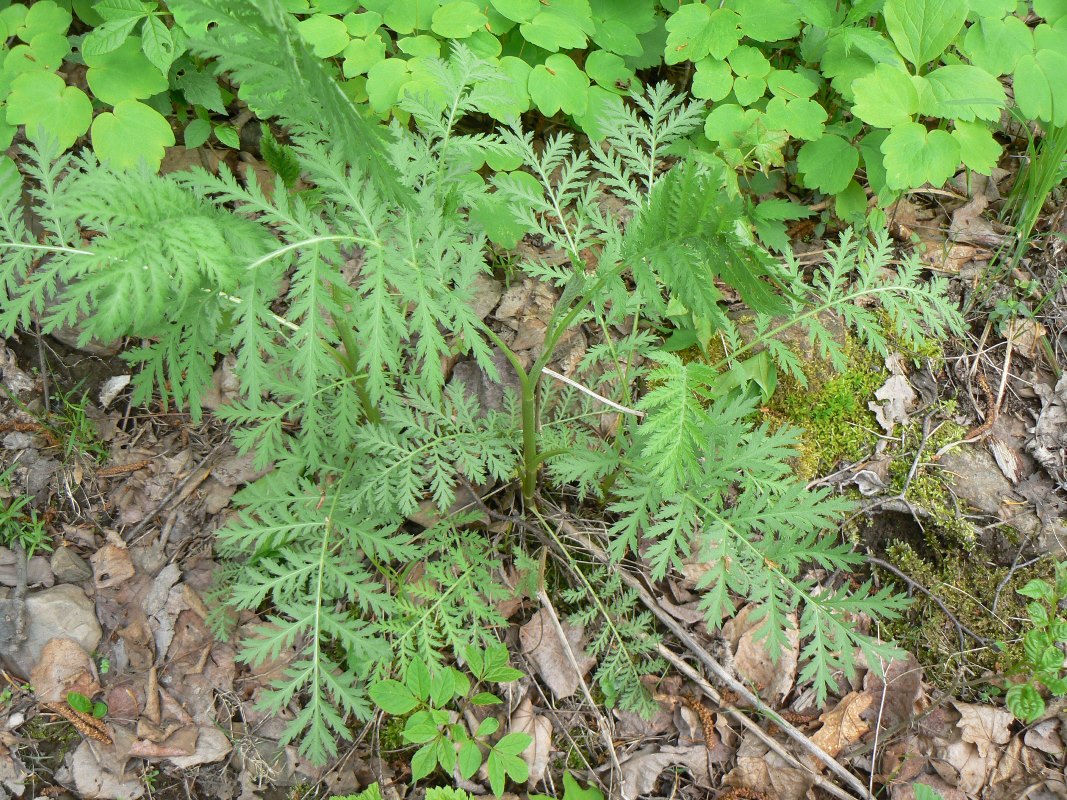 Изображение особи Artemisia gmelinii.