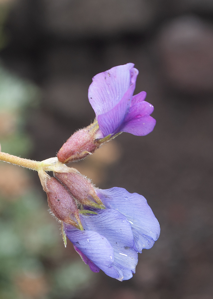 Image of Oxytropis kamtschatica specimen.