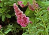 Spiraea × billardii. Верхушка побега с соцветием. Московская обл., Раменский р-н, окр. дер. Хрипань, садовый участок. 07.07.2024.