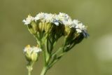 Achillea millefolium