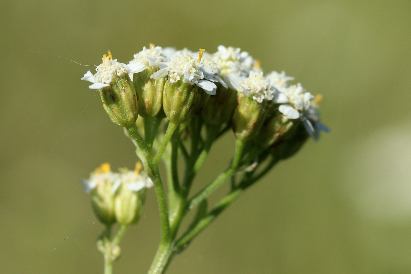 Изображение особи Achillea millefolium.