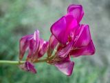 Смотреть изображение Hedysarum tauricum
