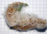 Salix caprea