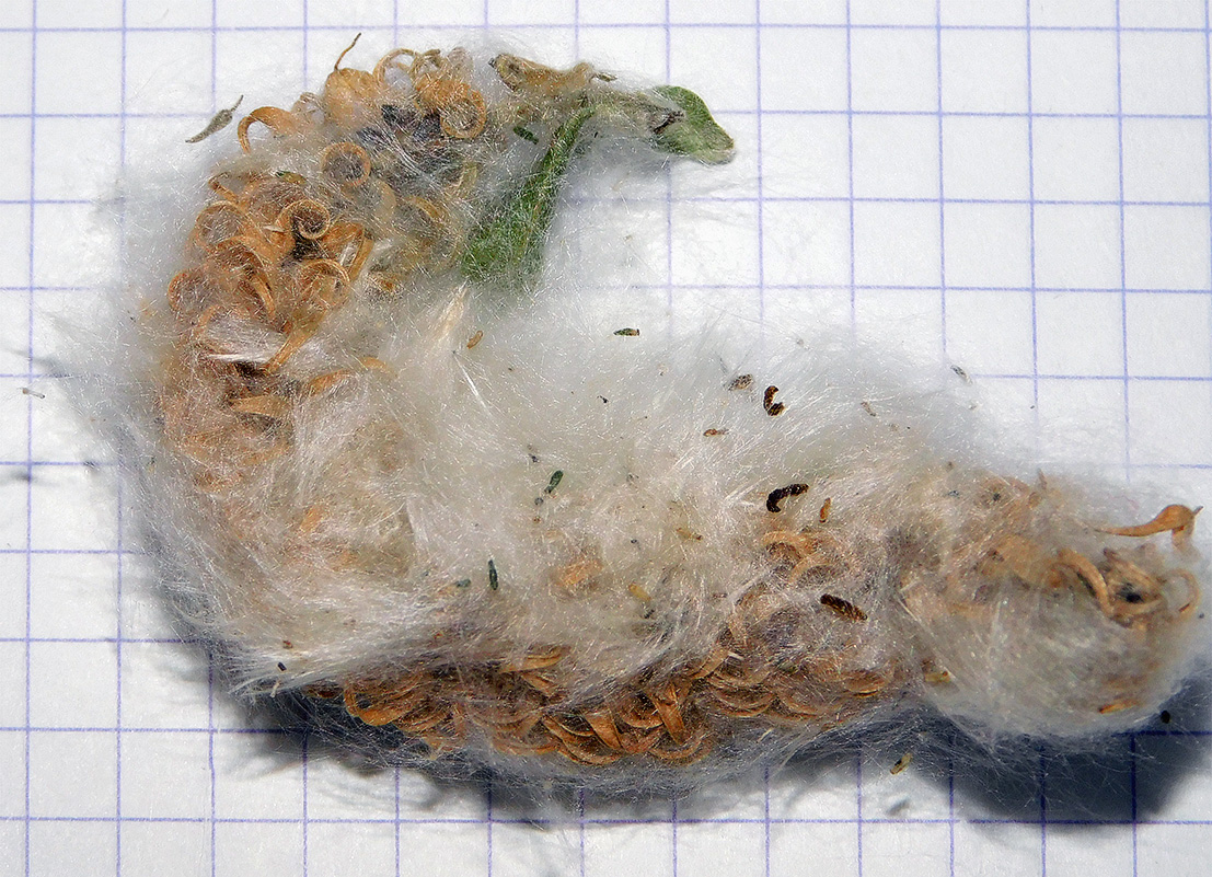 Image of Salix caprea specimen.