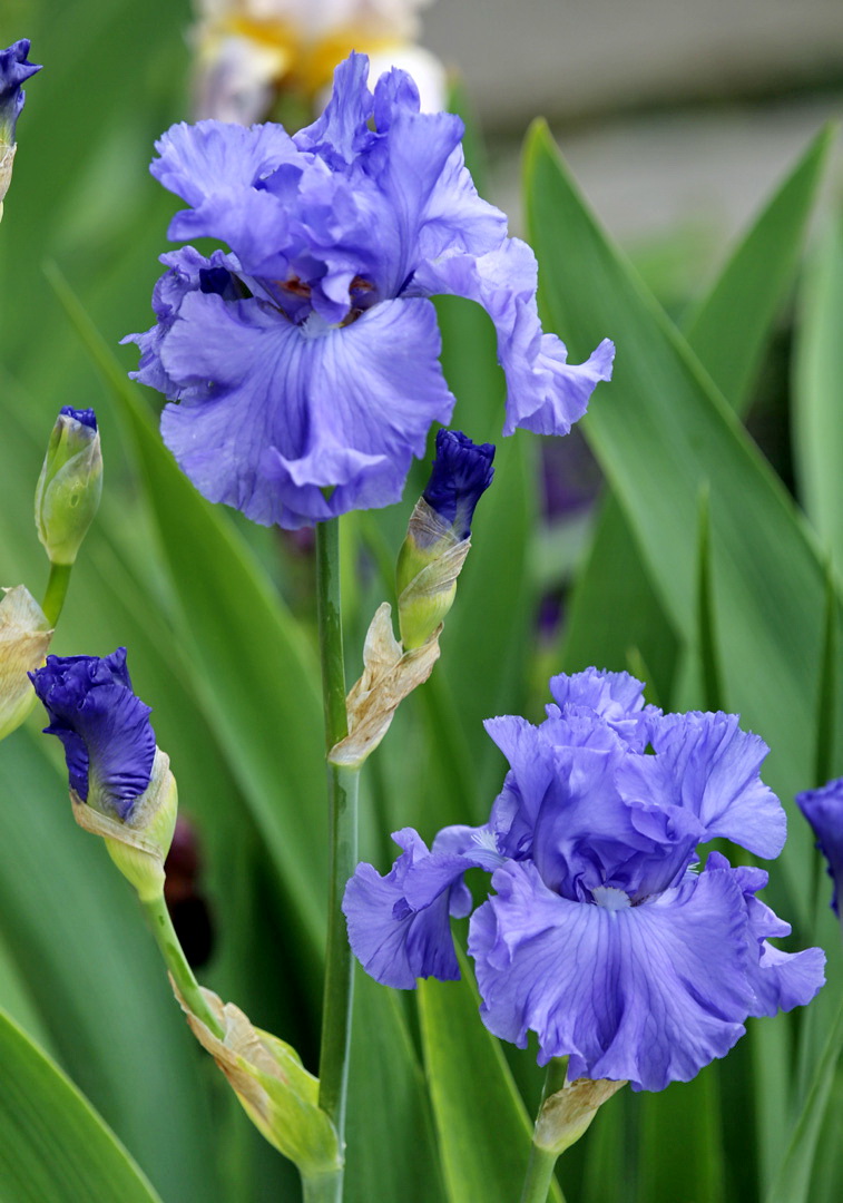 Image of genus Iris specimen.