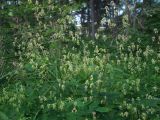 View full-size image Thalictrum kemense