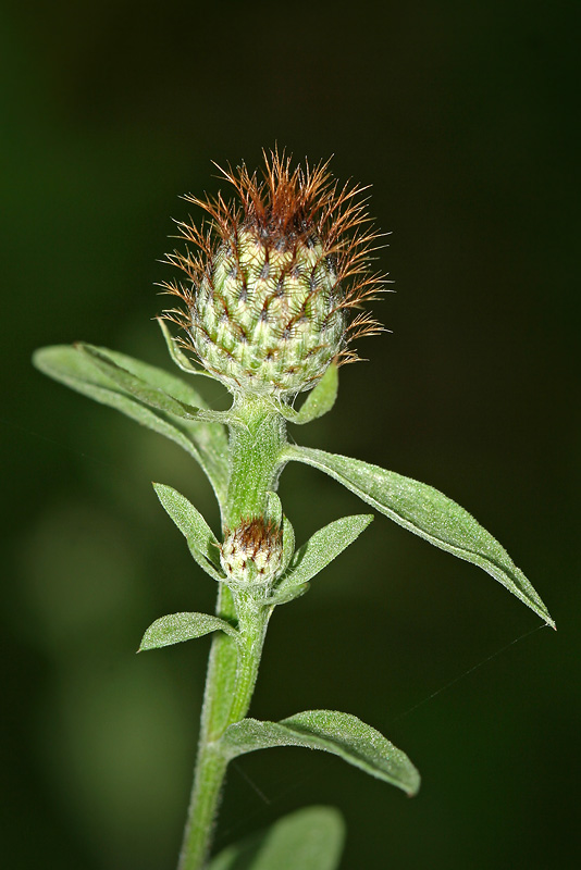 Image of Centaurea salicifolia specimen.