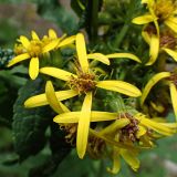 Смотреть галерею субтаксонов Изображение особи