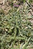 View full-size image Carduus arabicus