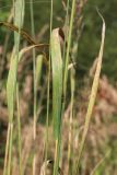 View full-size image Calamagrostis epigeios